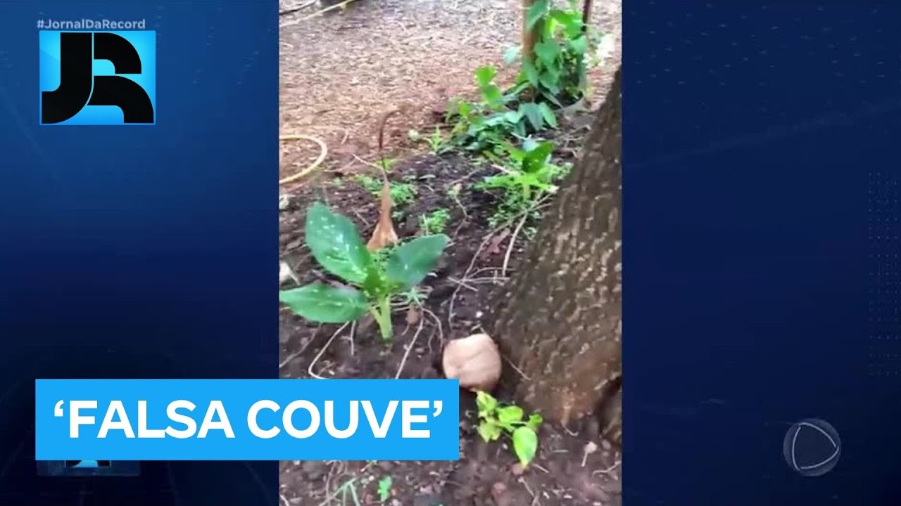 Mudas de 'falsa couve' são encontradas em horta comunitária em Santa Vitória (MG)