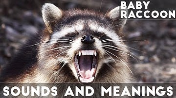 Baby Raccoon sounds and meanings | Real ASMR sound | #shorts 99