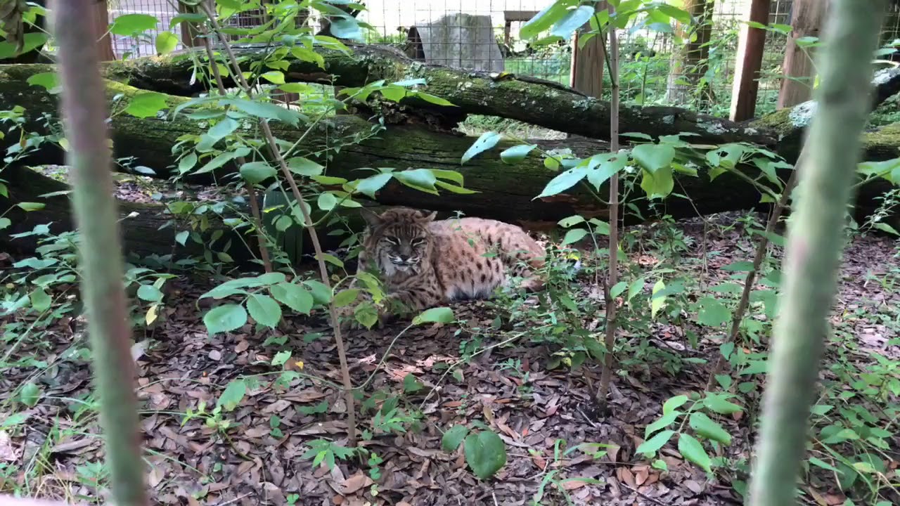 cheetah running speed Big Cat Rescue Morning Walkabout 09182018