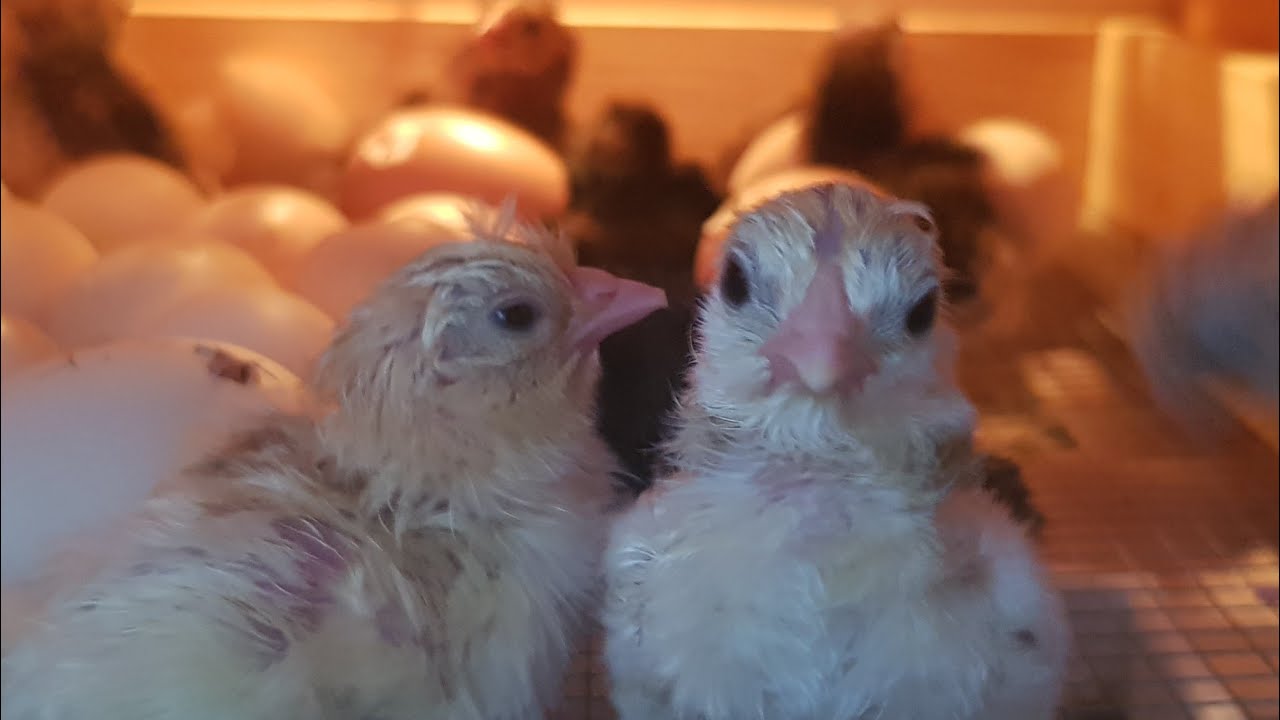 Küken schlüpfen Überraschungsküken 🤔😅😉😂 YouTube Küken schlüpfen Überraschungsküken 🤔😅😉😂 YouTube