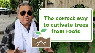 The correct way to cultivate trees from roots