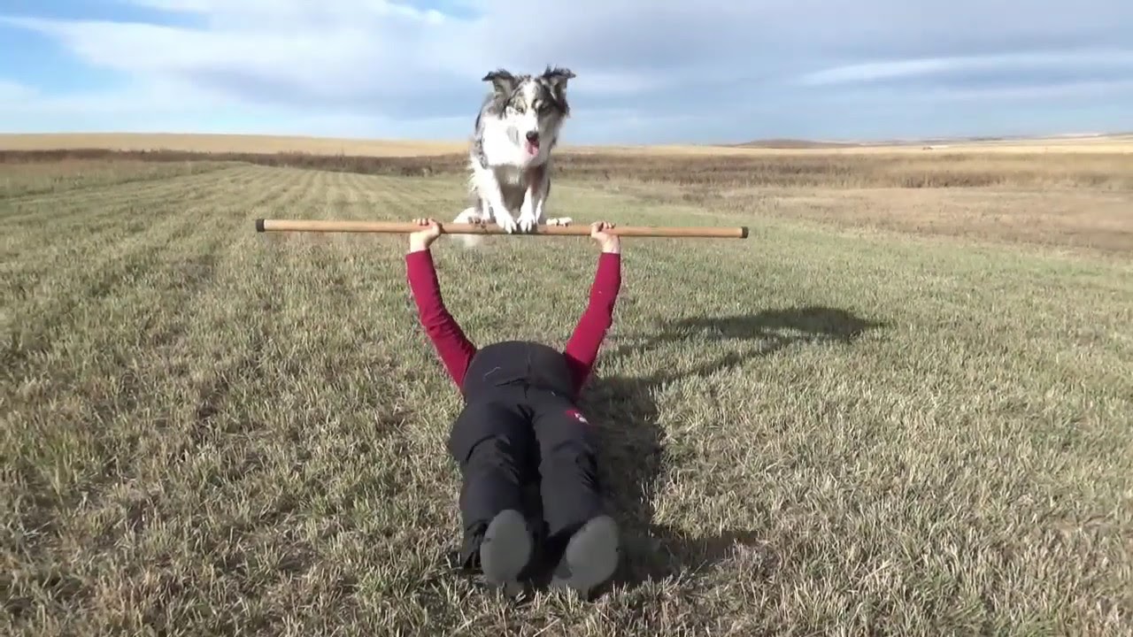 Wow Factor Dog tricks Daiquiri and trainer Jennifer Fraser YouTube