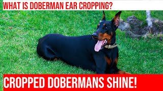 Doberman Ear Cropping: A Guide to Different Styles by Happy Hounds Hangout 2 views 7 days ago 3 minutes, 58 seconds
