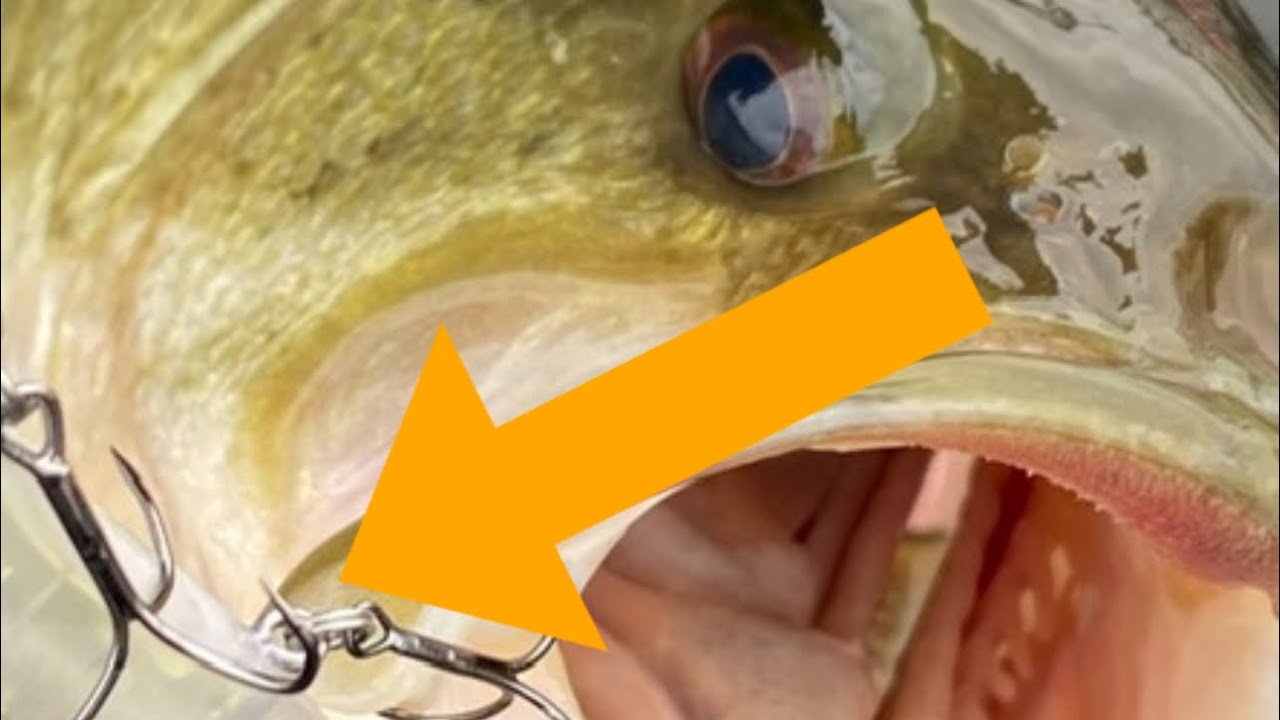 The Most Underrated (And Deadly) Fall Bass Fishing Lure EVER…