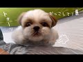 【シーズー】求ﾑ！ベビーチェアww 家族団らんには絶対に参加したい愛犬♪【犬Vlog】