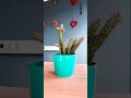 #комнатныерастения #кактус #ботаник #кактусы #колючка