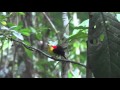 Wire-tailed Manakin (Pipra filicauda) two adult males cooperative display