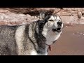 Husky Chatting And Refusing To Wear A Collar
