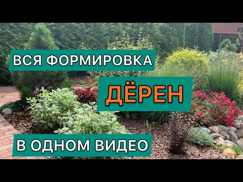 Видео: Уход за растениями дафны - когда и как обрезать растения дафны