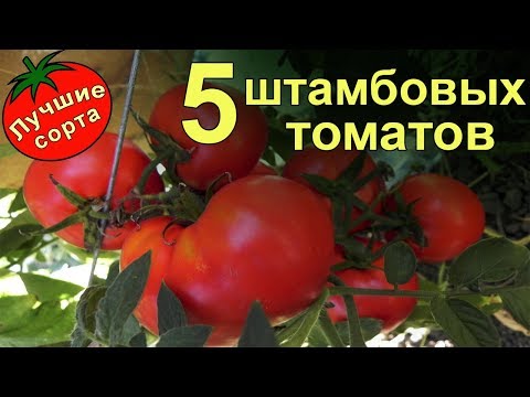 Штамбовые урожайные томаты (лучшие сорта томатов)