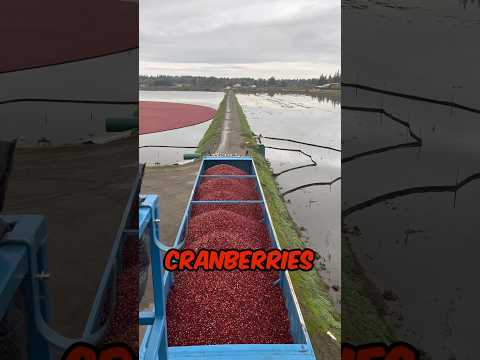 How Cranberries are