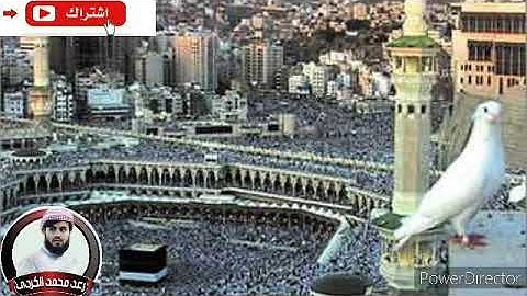 سورة الفيل بصوت القارئ رعد محمد الكردي.