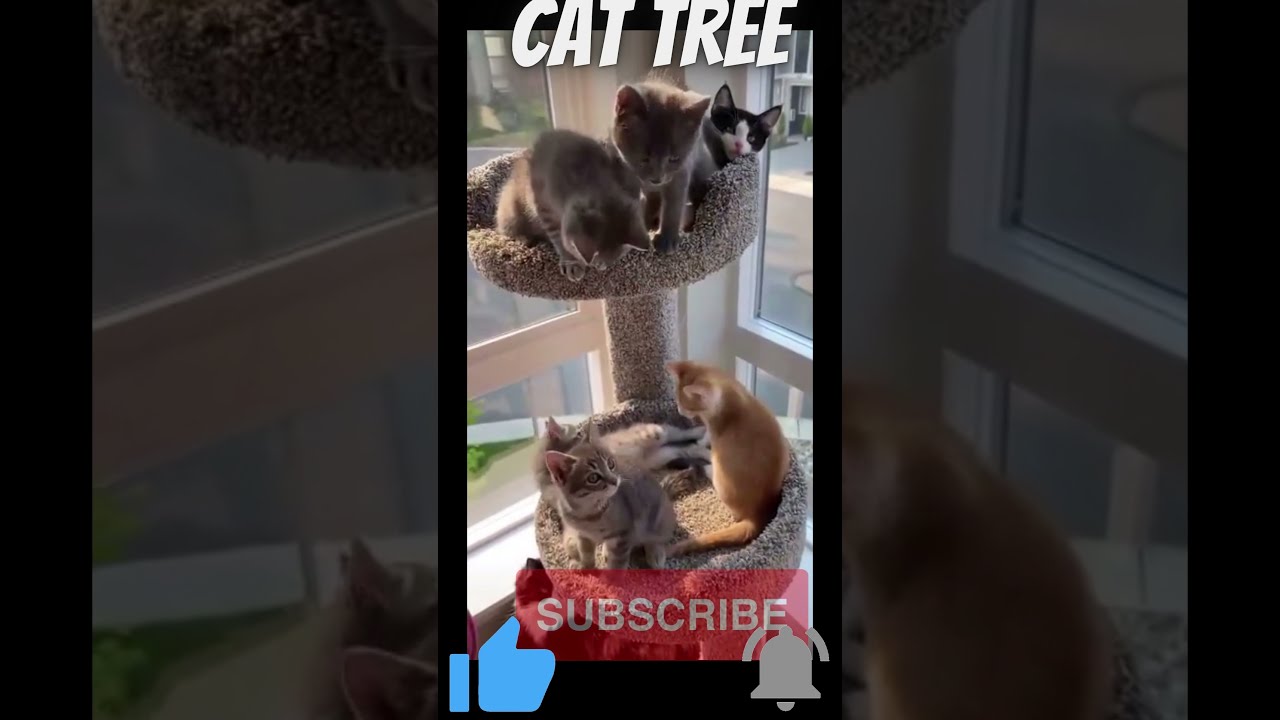 Cat tree videos | cat videos | funny videos | #cat | #shorts