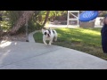 Diesel v.s. Frisbee