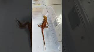 Baby bearded dragon and baby pacman #pets #animals #reptiles #fypshorts #fypシ #fypシ゚viral