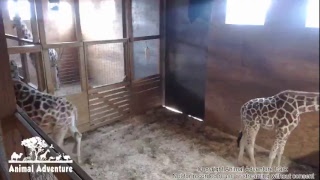 Giraffe Cam - Animal Adventure - April the Giraffe