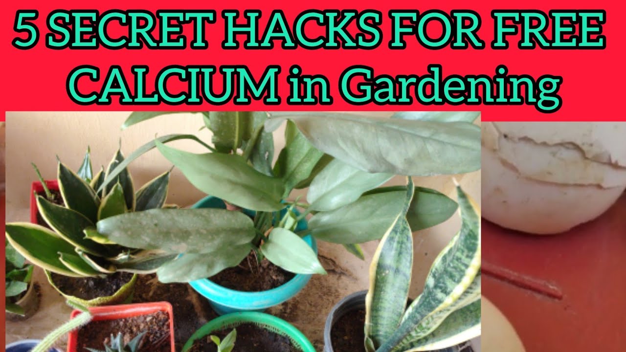 Revive-Unhealthy plant,Weak root,Curly Leaf/5 SECRET HACKS FOR CALCIUM/Easy & free source of calcium