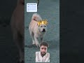 How a Common Dog became a King Charles #shorts