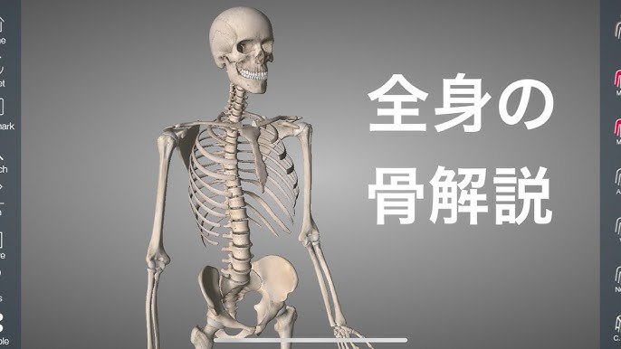 解剖学の覚え方 まずは骨を覚えることから始めよう Youtube 解剖学の覚え方 まずは骨を覚えることから始めよう Youtube