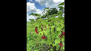 Wie lange kann man Johannisbeeren kaufen?