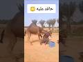 هل تتوقع البعير ينسى لحظة هجوم غير متوقعة إبل 