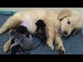 Puppy Takes Care Of Newborn Kitten Instead Of Mother Cat