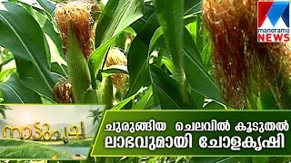 Corn cultivation promises high profit | Manorama News | Nattupacha