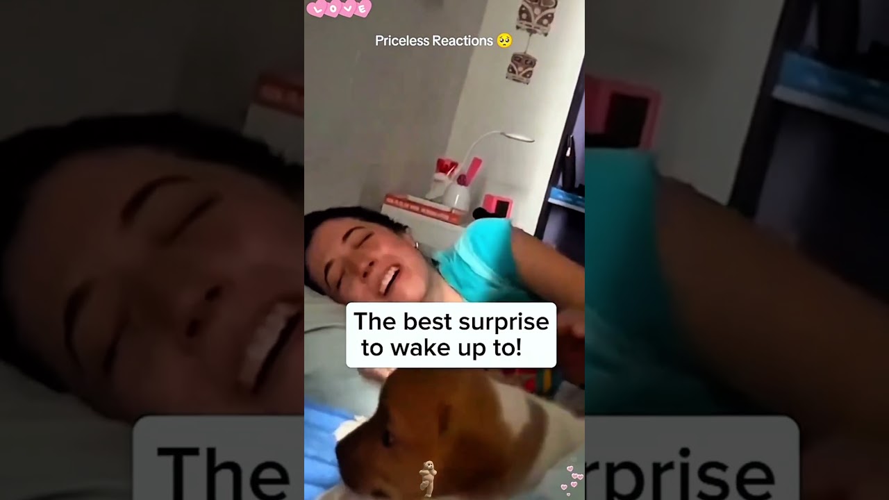 #YouTube #shorts #funny #video #shortvideo #short #love #entertainment #sorts #funny
