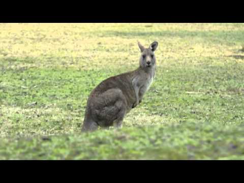 Springende kangoeroe