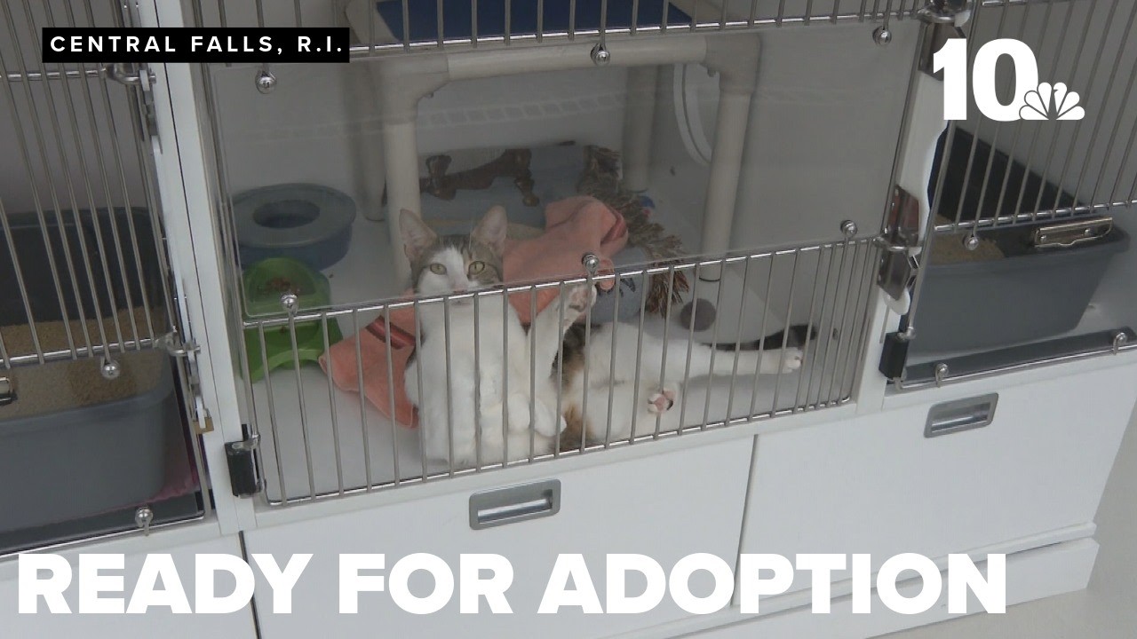 10 cats rescued from home ready for adoption