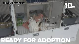 10 cats rescued from home ready for adoption