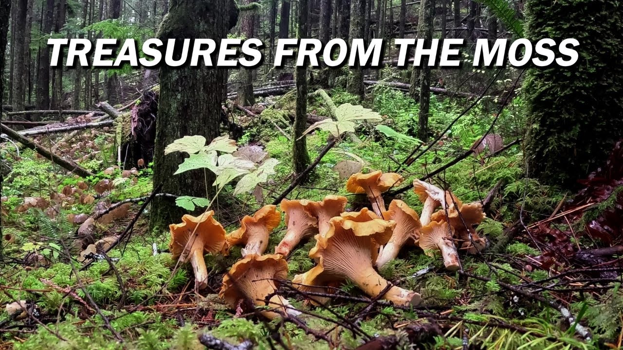 Golden Chanterelle Mushroom Foraging!