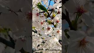 #sakura #flowerslovers #subscribe me ❤️❤️❤️