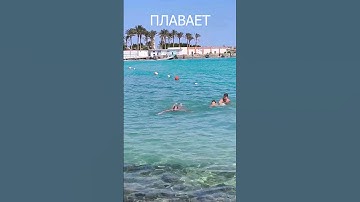 Хорошо ему | Хургада | Реджина #хургада #море #тревелвлог #египет #beach