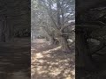 Tunnel of Trees