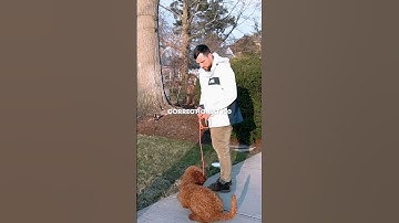 Motivation with your ecollar MATTERS