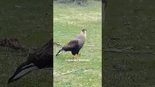 Carancho confiado viene a  comer a mi lado