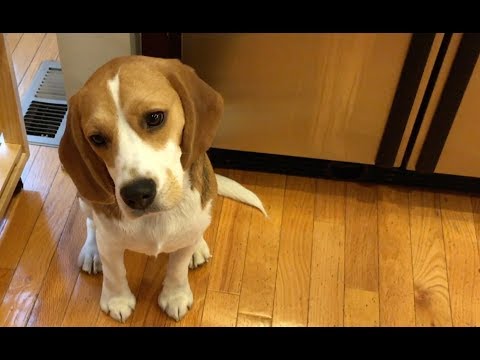 Cute beagle tries
