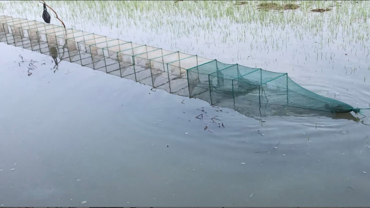 Võ Chí Tâm túc ếch trên cánh đồng lúa xanh ếch bự chạy thấy ham phần 558/Săn bắt Sông Hậu TV