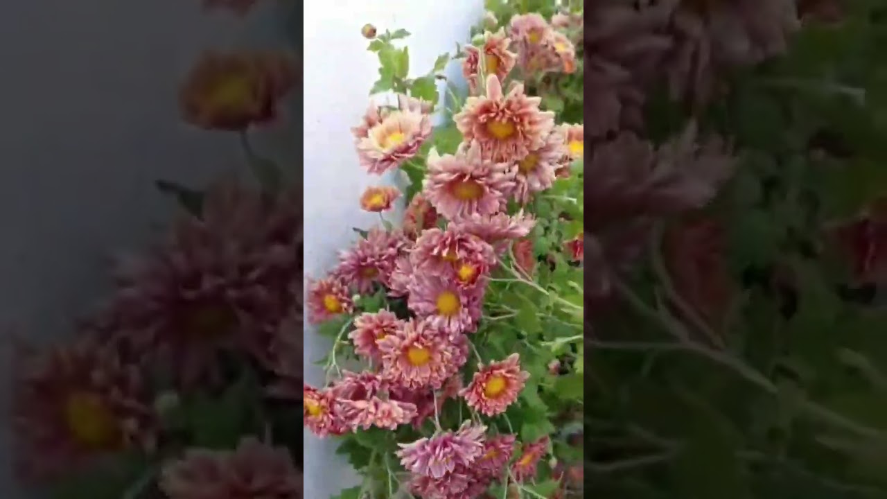 our garden chamathulu😍✨