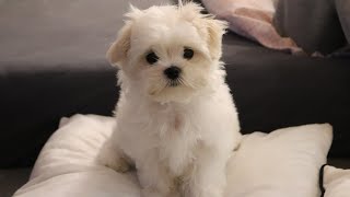 Cutest Maltese puppy  Funny first week at new home