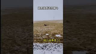 💥高原狼群进村捕马 马儿凶多吉少！#Wolf #Animal 【跟着图尔去旅行】