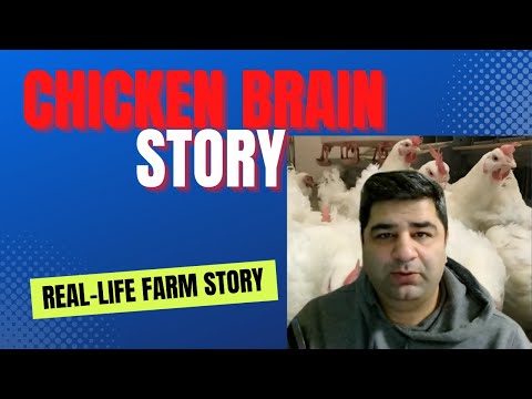 Video: Chicken brain: interesting facts