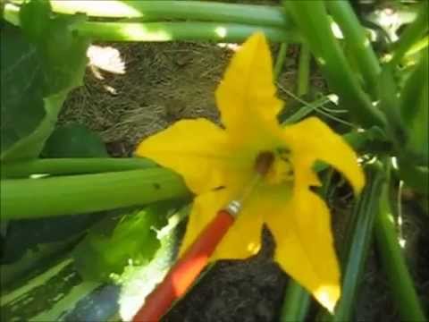 Bestuiving courgetteplant