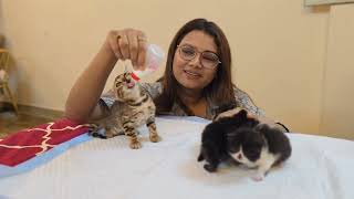 Finally kittens ki eyes open ho gayi 😻 by CATSBAE 1,176 views 2 months ago 9 minutes, 11 seconds
