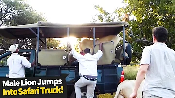 Intense Moment As Male lion jumps into open safari truck full of students.