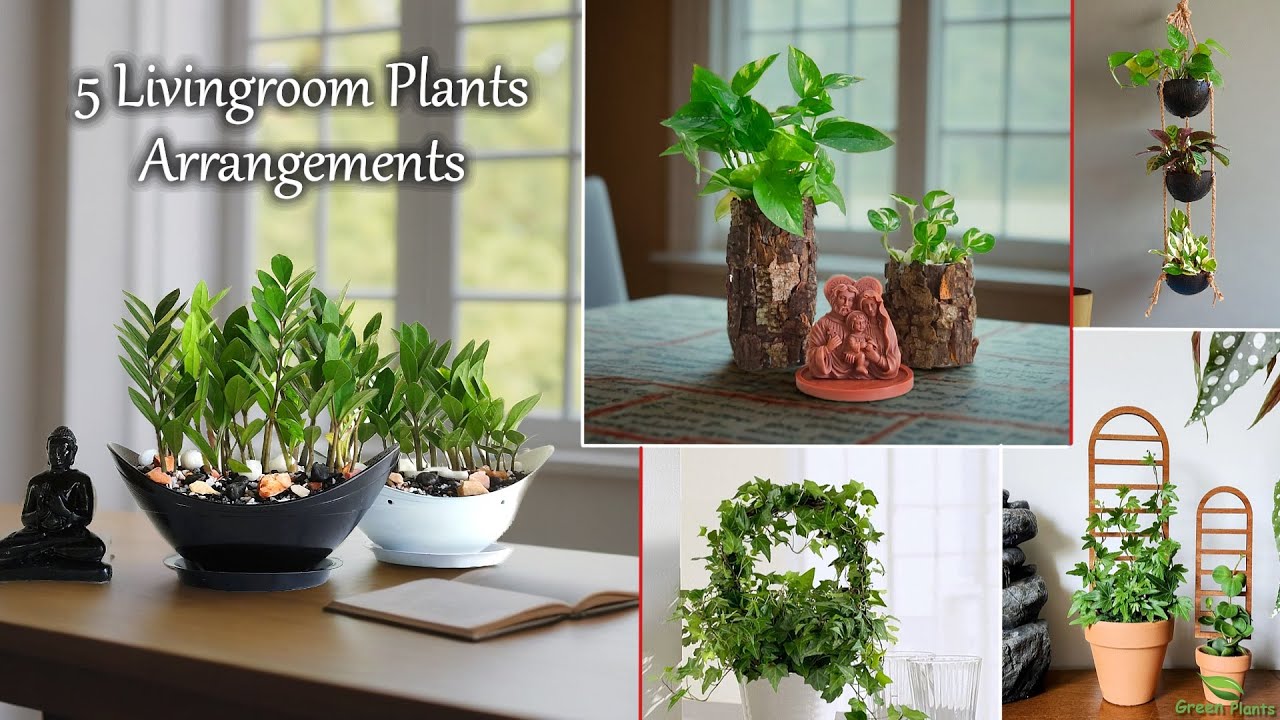jade money tree Crassula ovata Jade Money Plant Lucky Plant Succulent
