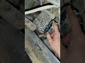 Как снять генератор DAF XF 105 крестовая отвертка