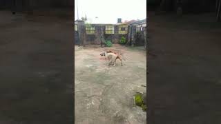 Boerboels Mating