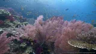 Warna berwarna Raja Ampat screenshot 4